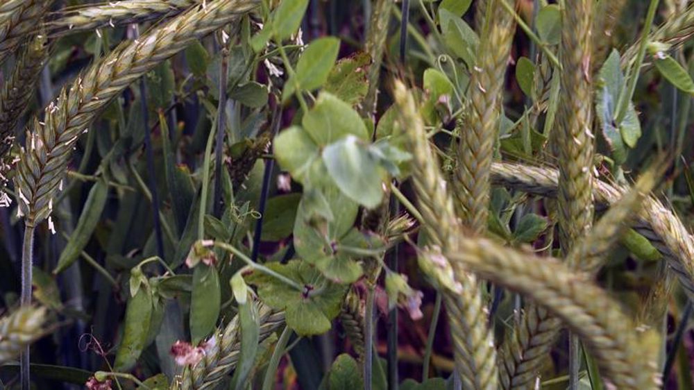 Mélange de pois Assas et de triticale. © Weber